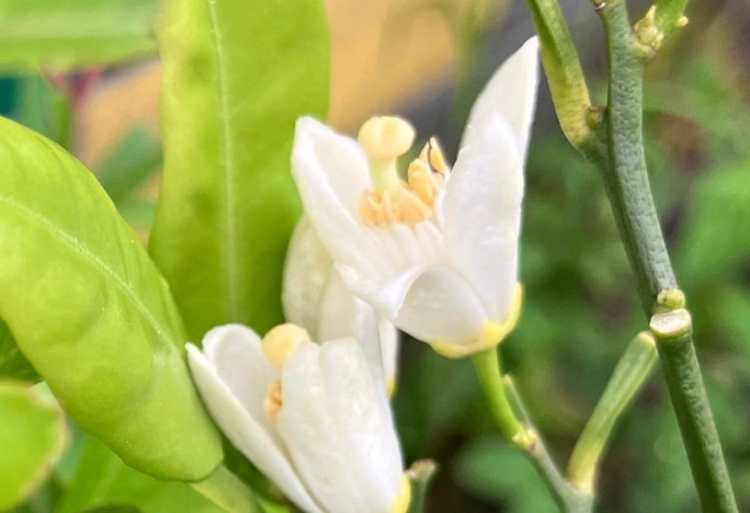 柑橘開花不結果原因