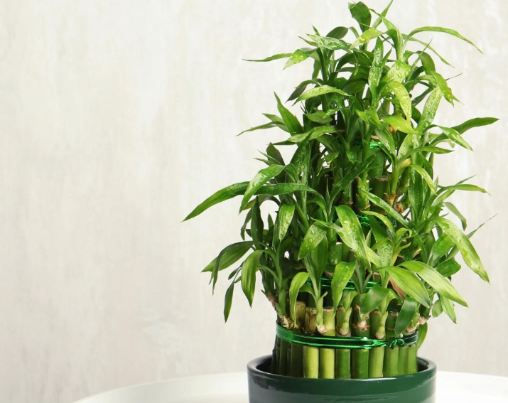 室內植物 貓