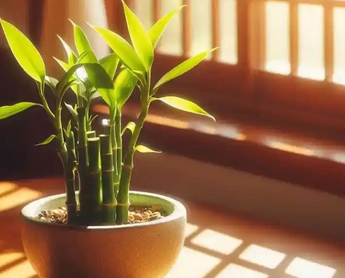 貓 富貴竹 有毒