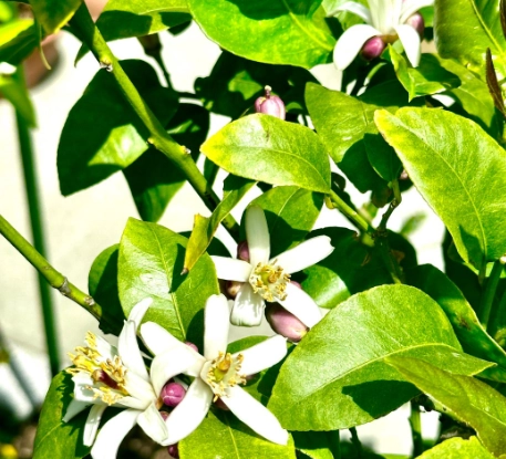 柑橘種植技巧