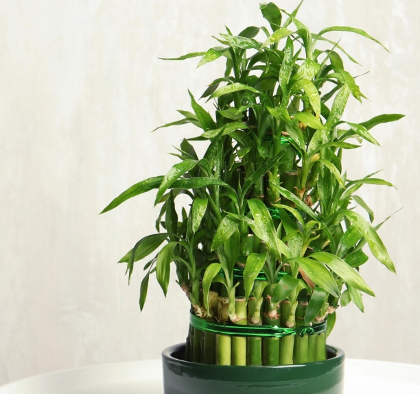 寵物安全植物