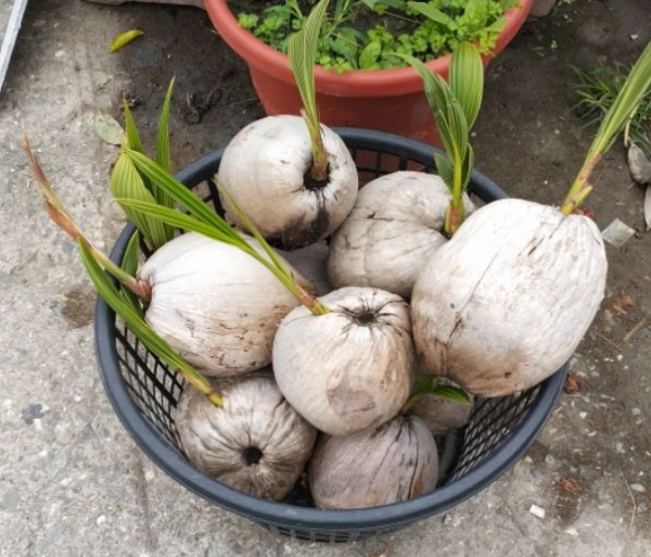 椰子種子發芽