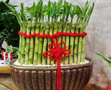 室內植物 貓