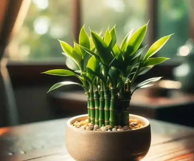 寵物安全植物