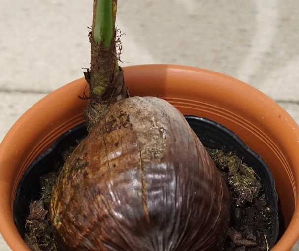 椰子種子種植