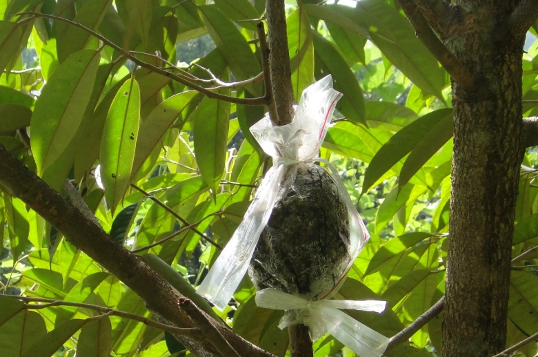 荔枝繁殖