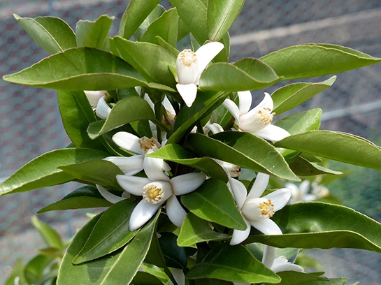 柑橘種植技巧