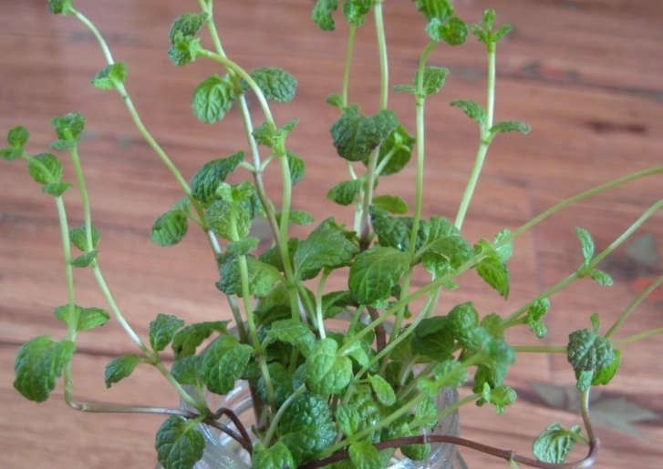 室內水種植物