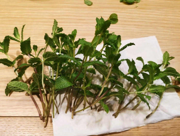 水耕薄荷技巧