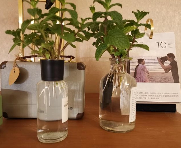 室內水種植物