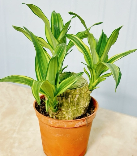 室內植物開花