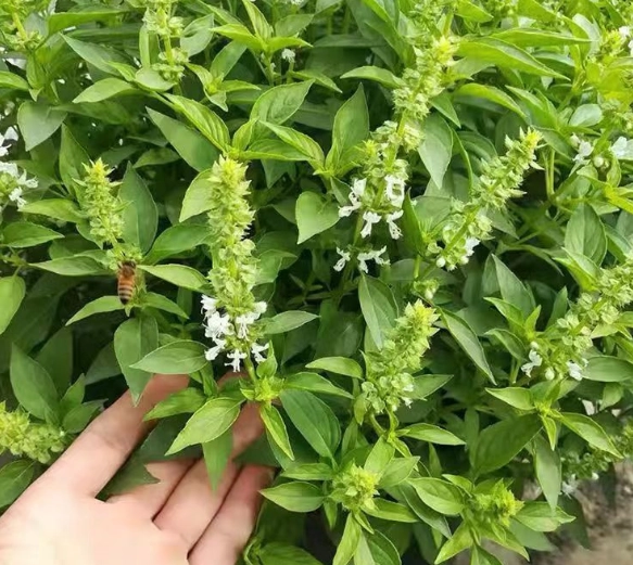 羅勒種子不發芽原因
