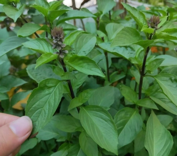 羅勒種子發芽時間