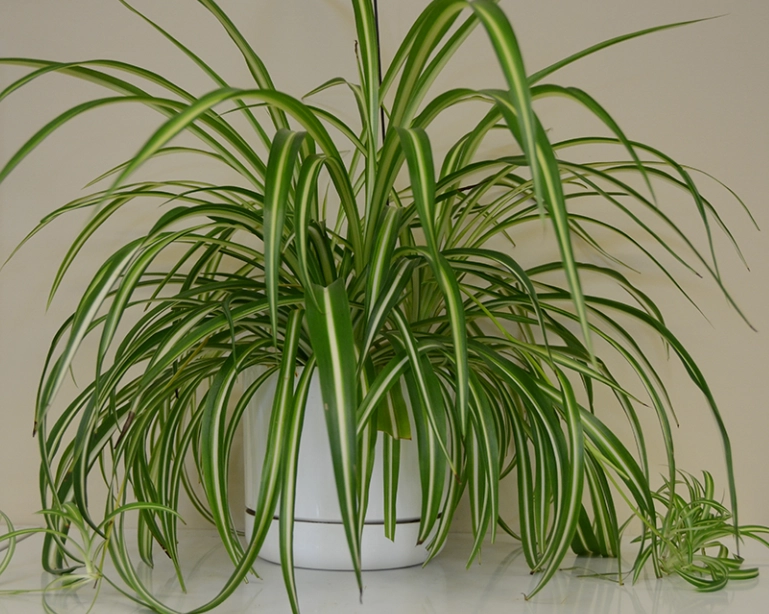 貓 安全 植物 貓 安全 植物