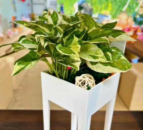 觀葉植物推薦