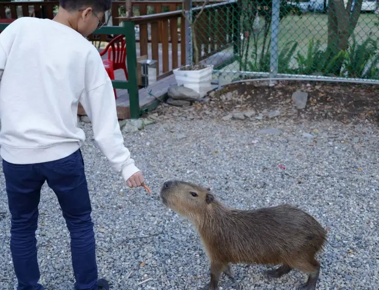 水豚互動體驗