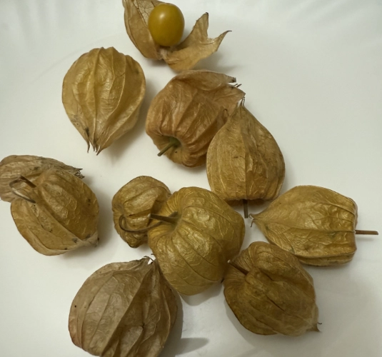 燈籠果怎麼種