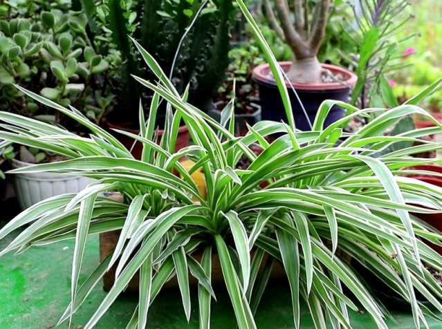 貓 安全 植物 貓 安全 植物