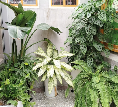 觀葉植物推薦