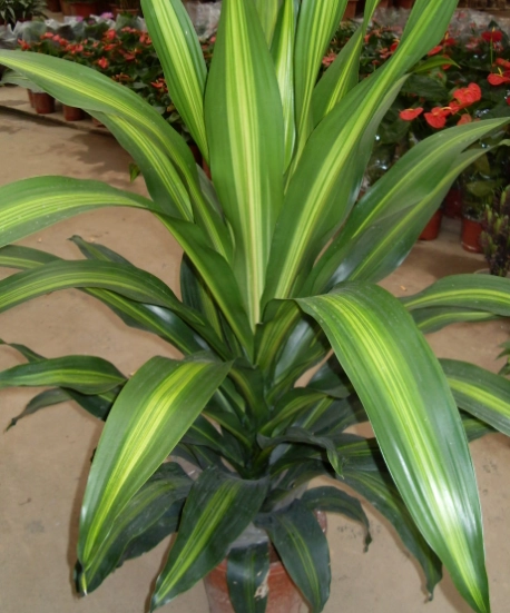 室內植物開花