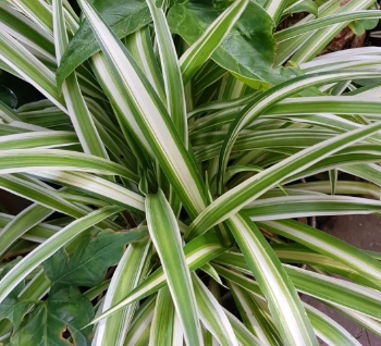 吊蘭 好處 吊蘭 好處