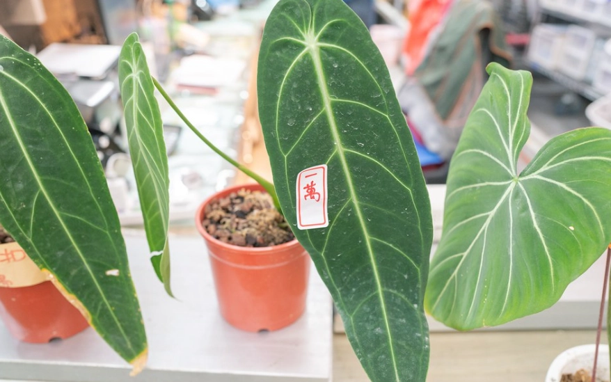 室內植物