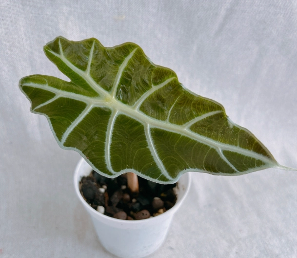 室內植物