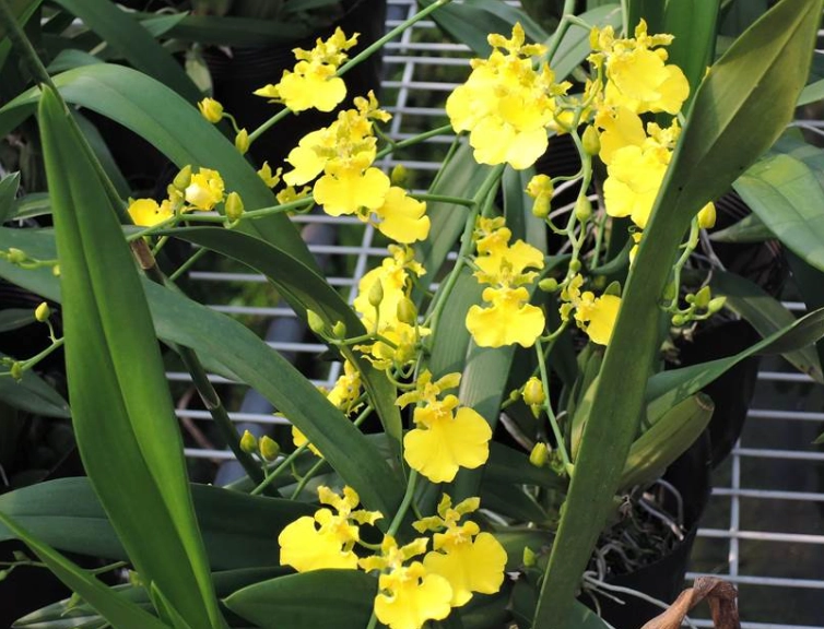 文心蘭開花