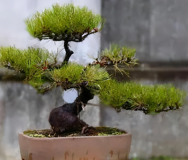 黑松澆水方法