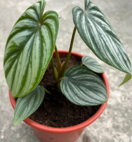 室內植物
