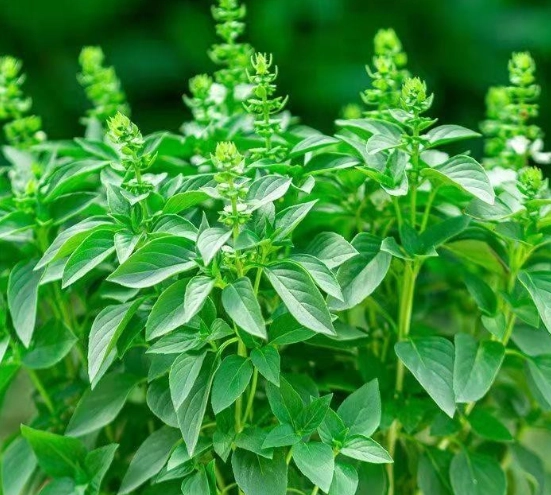 羅勒種子發芽方法
