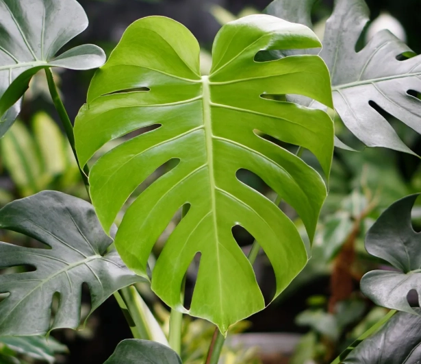 室內植物 通風