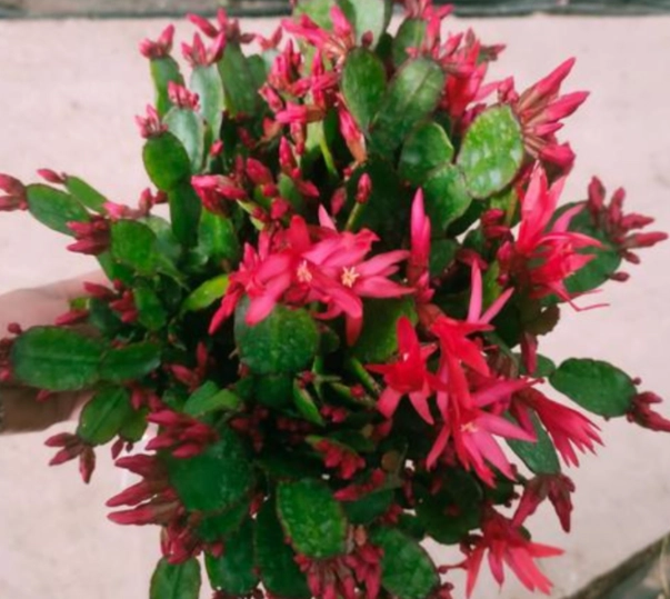 蟹爪蘭 不開花