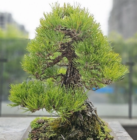 黑松澆水方法