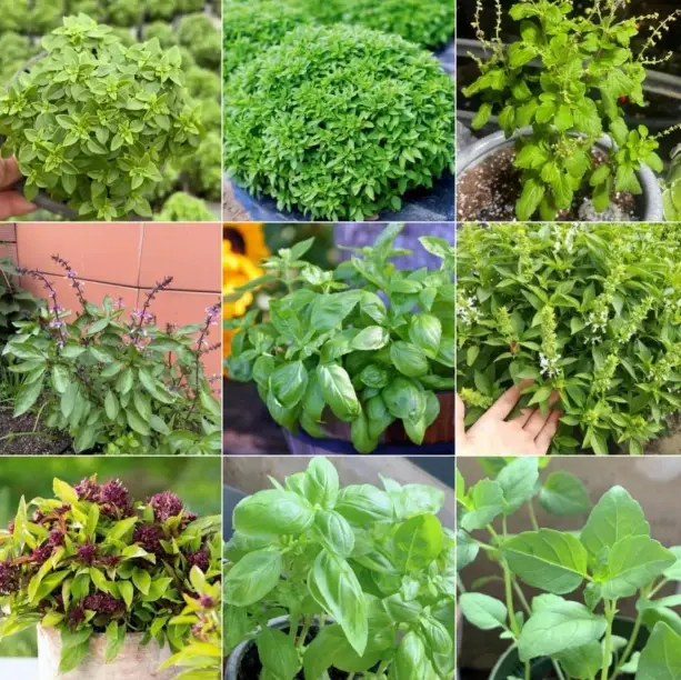羅勒種子不發芽原因