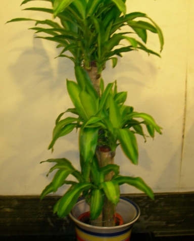 室內植物開花
