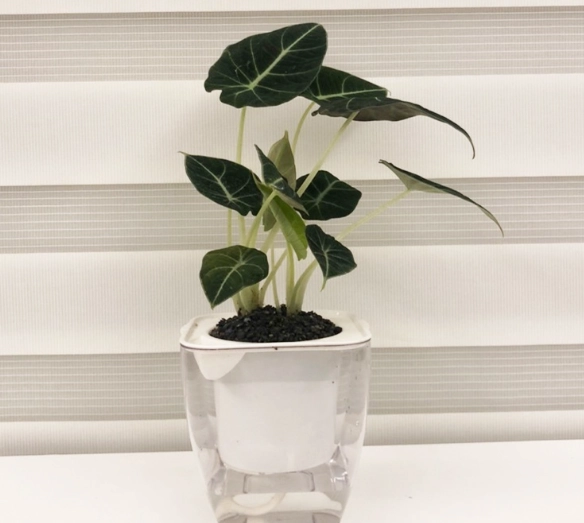 觀葉植物推薦