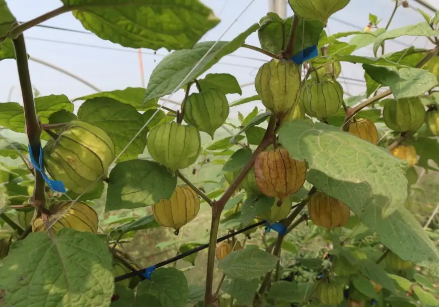 燈籠果種植