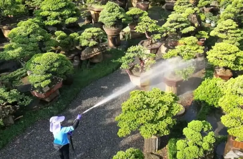 植物澆水技巧