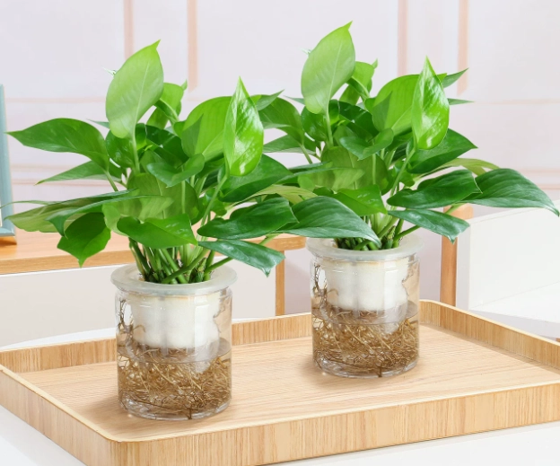 水培植物推薦
