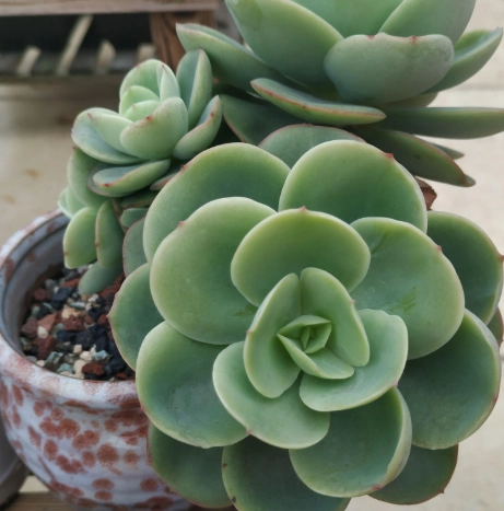 多肉植物開花照顧