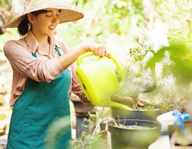 室內植物養護