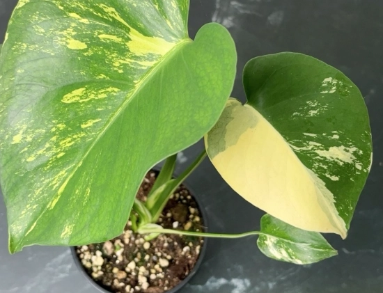 龜背芋 照顧
