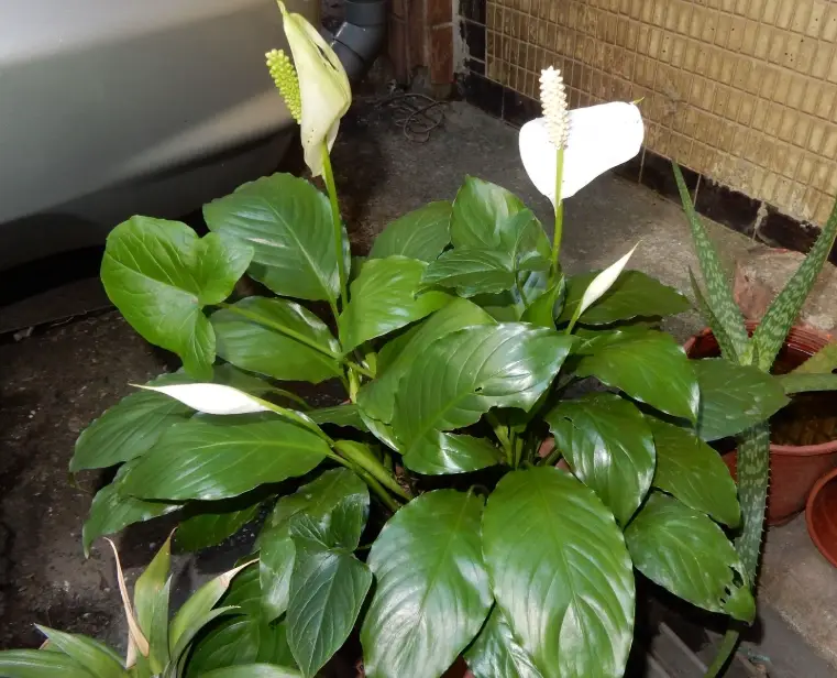 低光照植物