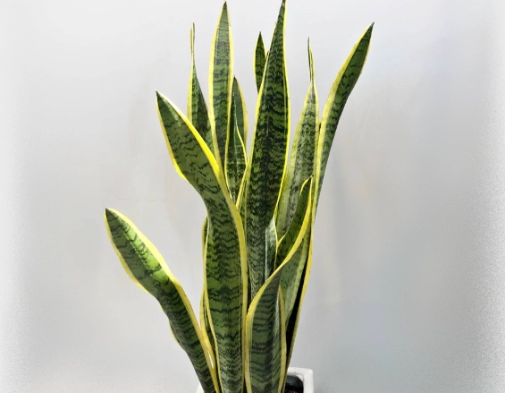 淨化空氣植物
