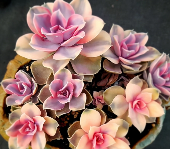 多肉開花後會死嗎