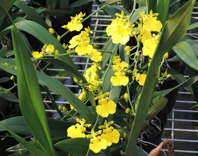 文心蘭開花