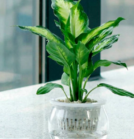水培植物入門