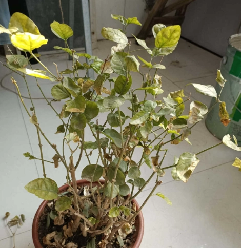 盆栽茉莉花照顧