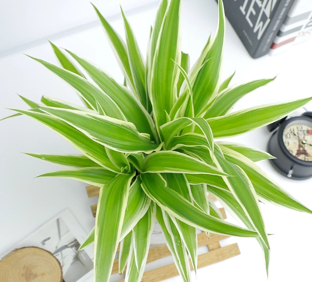 低光照植物